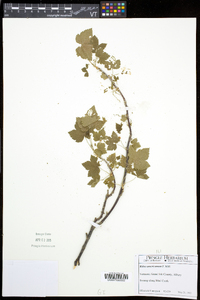 Ribes americanum image