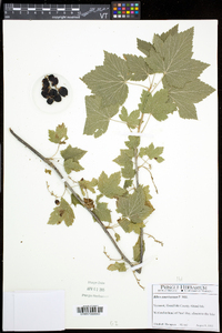 Ribes americanum image