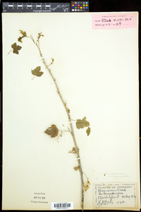 Ribes americanum image