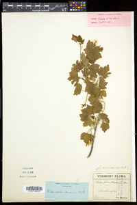 Ribes americanum image