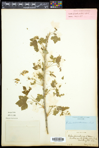 Ribes americanum image