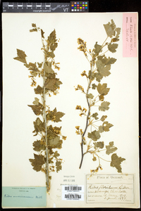 Ribes americanum image