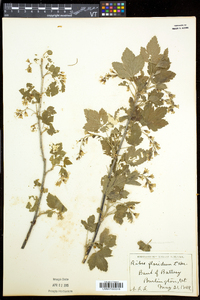 Ribes americanum image