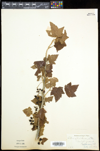 Ribes americanum image