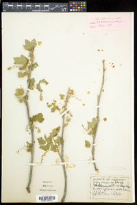 Ribes americanum image