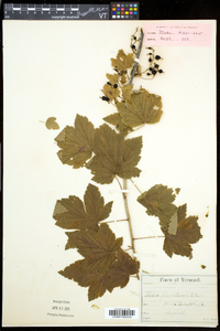 Ribes americanum image