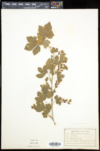 Ribes americanum image