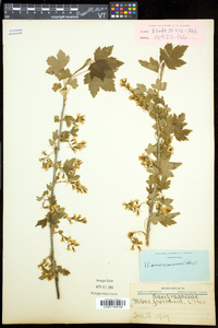 Ribes americanum image