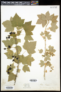 Ribes americanum image