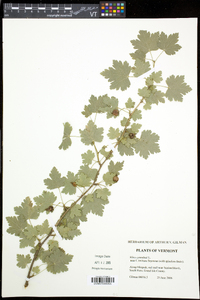 Ribes cynosbati image