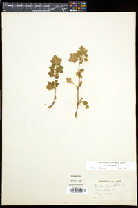 Ribes cynosbati image