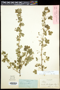 Ribes cynosbati image