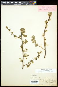 Ribes cynosbati image