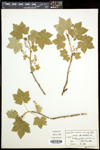 Ribes glandulosum image