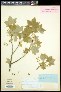 Ribes glandulosum image