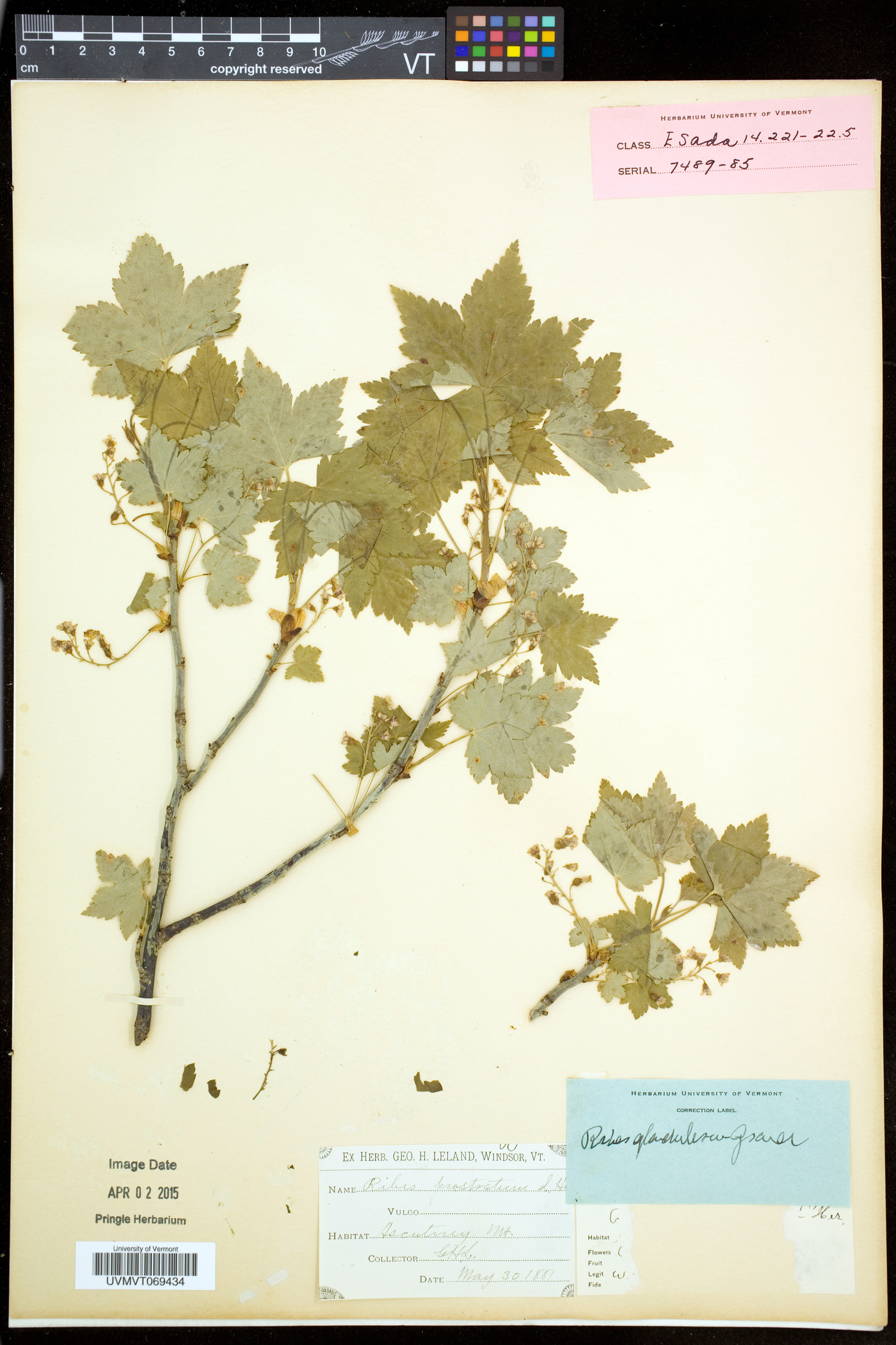 Ribes glandulosum image