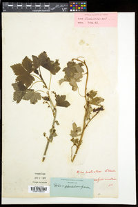 Ribes glandulosum image