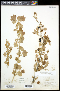 Ribes hirtellum image