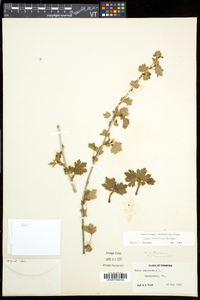 Ribes hirtellum image