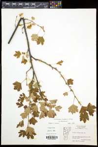 Ribes hirtellum image