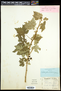 Ribes lacustre image