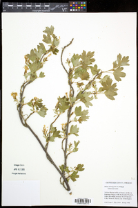 Ribes aureum var. villosum image