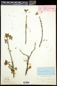 Ribes rubrum image