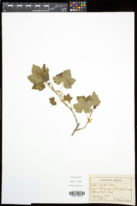 Ribes triste image
