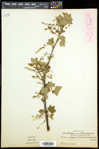 Ribes rubrum image