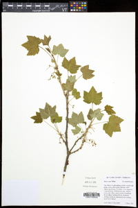 Ribes triste image