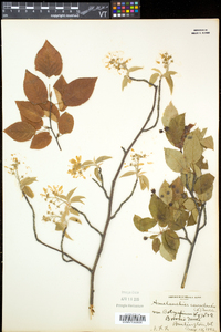 Amelanchier laevis image