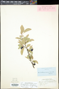 Amelanchier bartramiana image