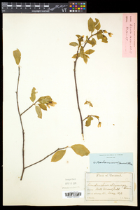 Amelanchier bartramiana image