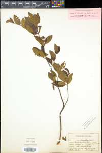 Amelanchier bartramiana image