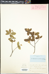 Amelanchier bartramiana image