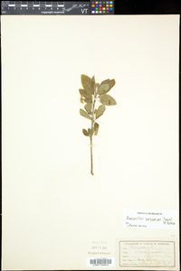 Amelanchier bartramiana image