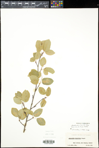 Amelanchier humilis image