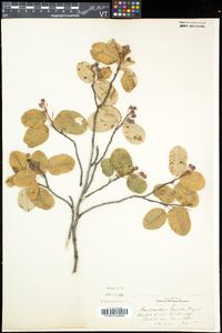 Amelanchier humilis image