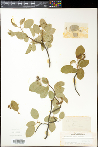 Amelanchier humilis image