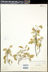 Amelanchier humilis image