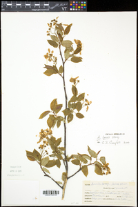 Amelanchier laevis image