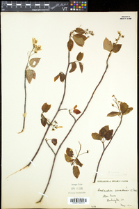 Amelanchier laevis image