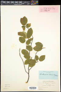 Amelanchier laevis image