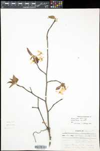 Amelanchier laevis image