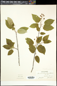 Amelanchier laevis image