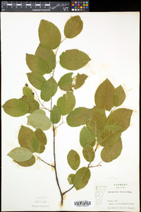 Amelanchier laevis image