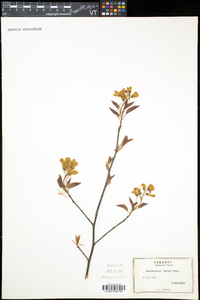 Amelanchier laevis image