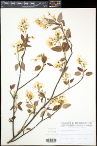 Amelanchier laevis image