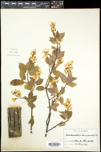 Amelanchier laevis image