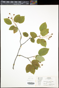 Amelanchier laevis image